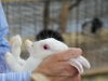 arab-international-rabbit-show-albino-rabbit