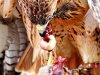 Red-tailed hawk eats rabbit