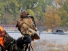 Red-tailed Hawk Oklahoma