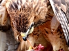 Red-tailed hawk takes rabbit